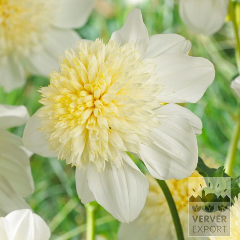 Dahlia 'Platinum Blonde' (22317)
