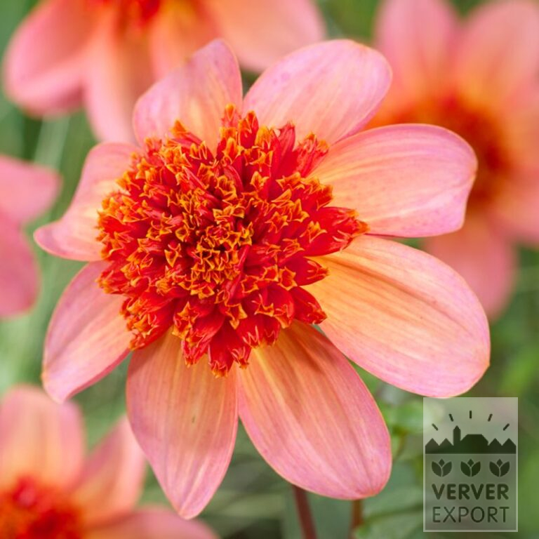 Dahlia 'Totally Tangerine' (22318)