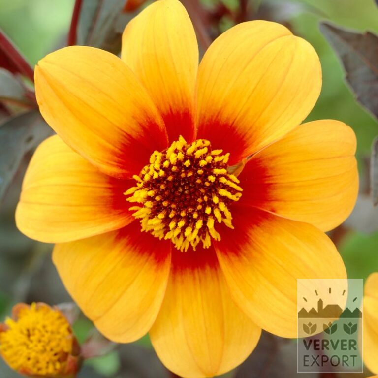 Dahlia 'Sunshine' (22331)
