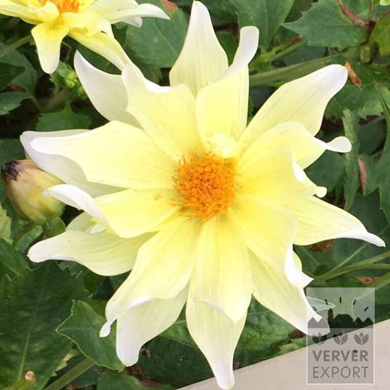Dahlia 'Bella Estrella' (22345)