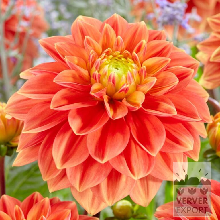 Dahlia 'Sunset Tropical' (22360)