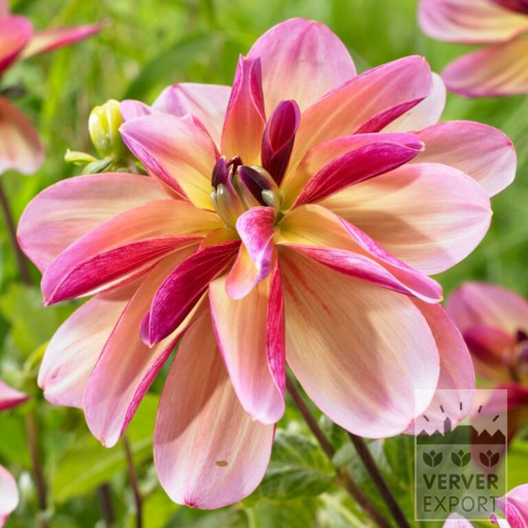 Dahlia 'Dark Butterfly' (22364)