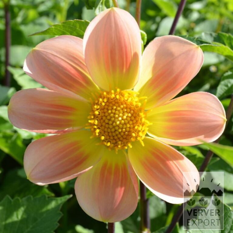 Dahlia Bio 'Patricia' (22373)