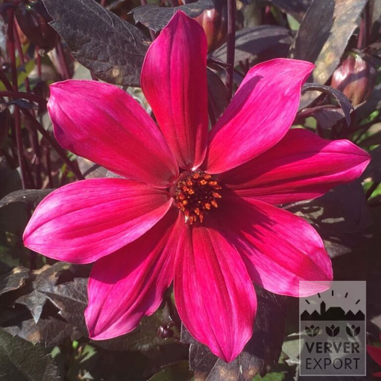 Dahlia Precultivated 'Pride One' (30035) - Bild 2