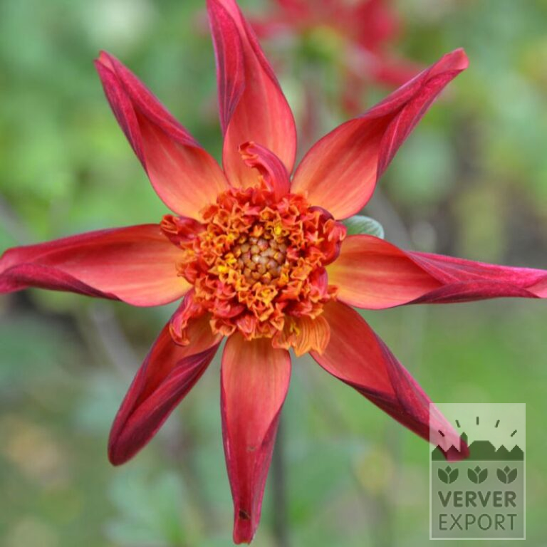 Dahlia 'Red Starfish' (22381)