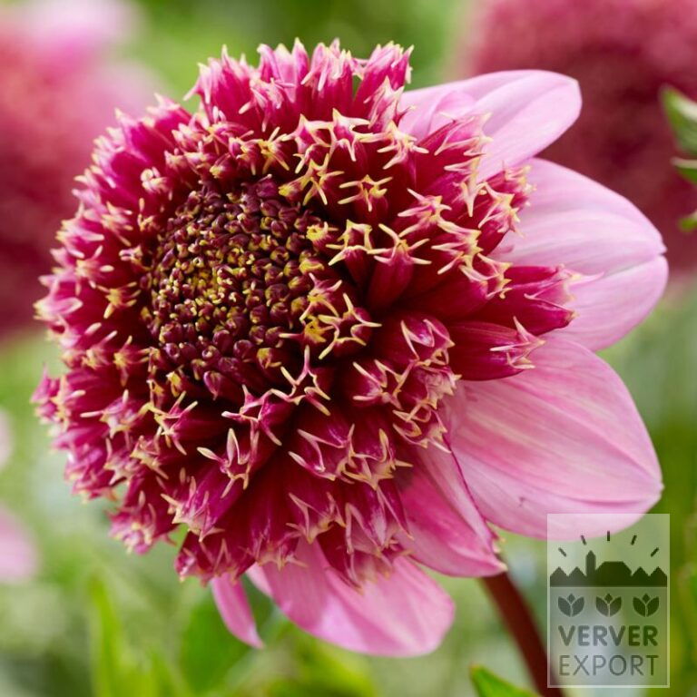 Dahlia 'Fenna Baay' (22383)