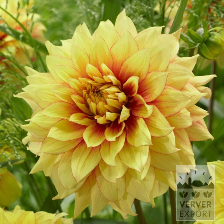 Dahlia 'Dazzling Sun' (22393)