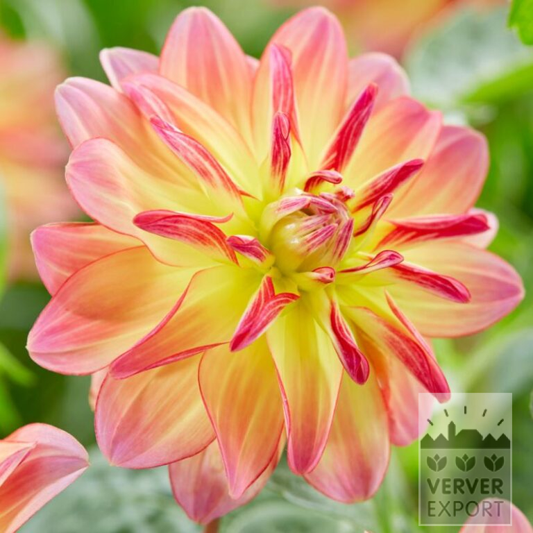 Dahlia 'Pacific Ocean' (22398)