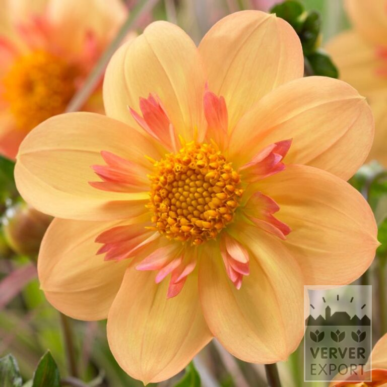 Dahlia 'Kelsey Annie Joy' (22400)