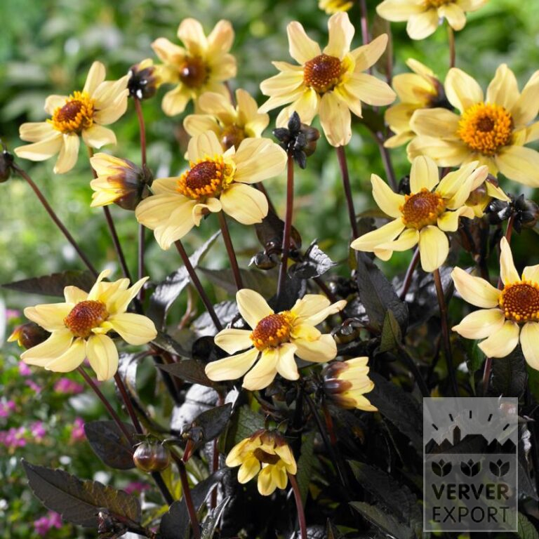 Dahlia 'Taxi Driver' (22401)