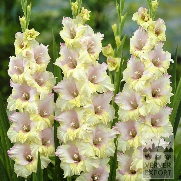 Gladiolus 'Mon Amour' (23006)