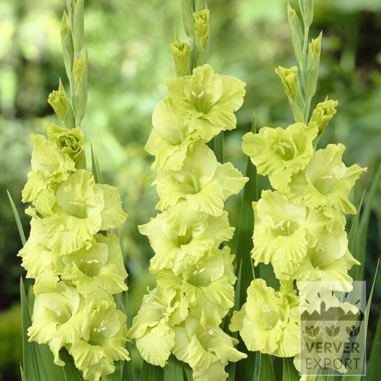 Gladiolus 'Green Star' (23025)