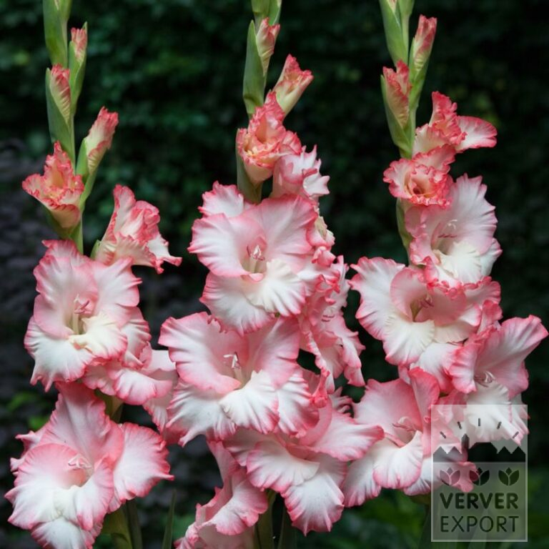 Gladiolus 'Mr. Sandman' (23036)