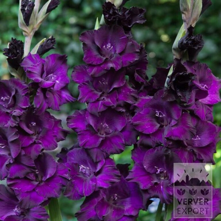 Gladiolus 'Mombasa' (23037)