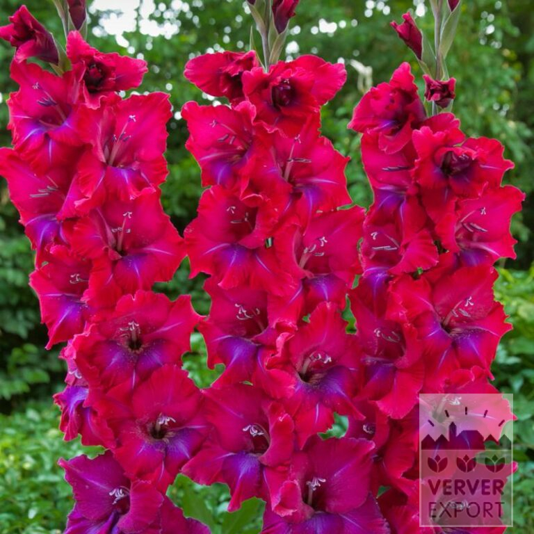 Gladiolus 'Union Jack' (23038)