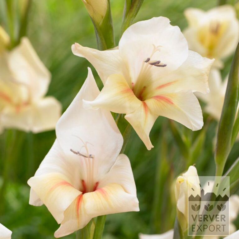 Gladiolus nanus 'Halley' (23041)