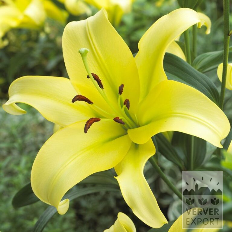 Lilium 'Yelloween' (24036)