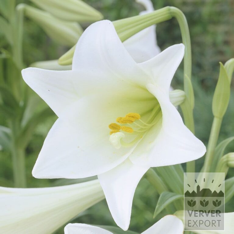Lilium 'White Triumphator' (24046)