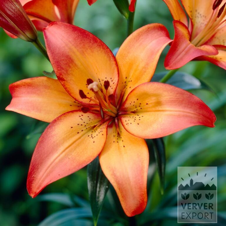 Lilium 'Royal Sunset' (24084)