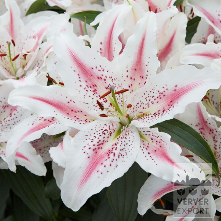 Lilium 'Lovely day' (24101)