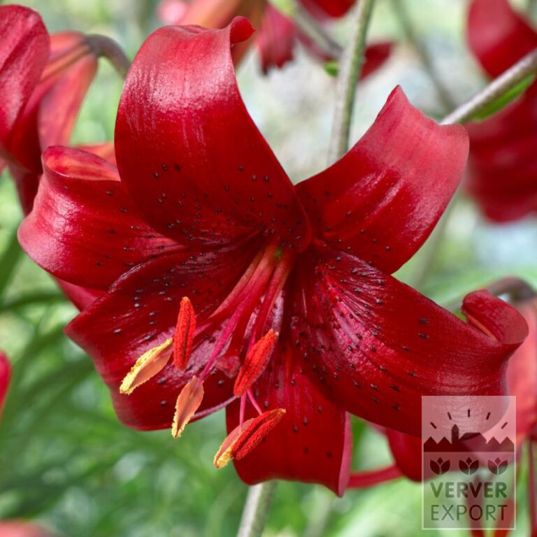 Lilium 'Red Velvet' (24105)