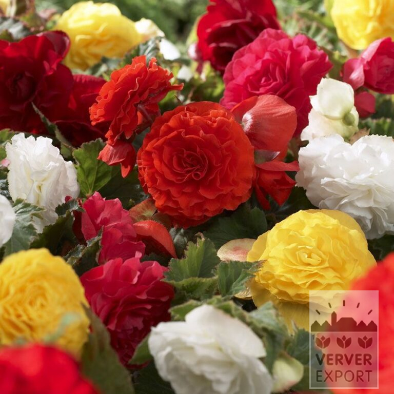 Begonia double mixed (25003)