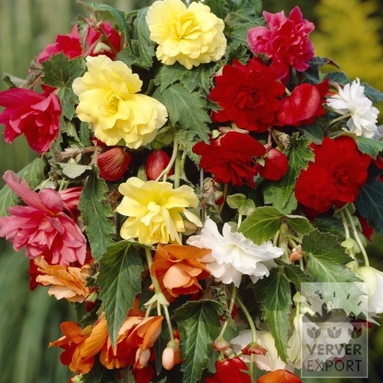 Begonia pendula mixed (25007)