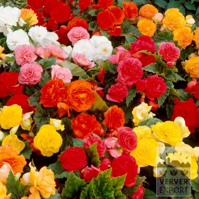 Begonia Non Stop Mixed (25008)