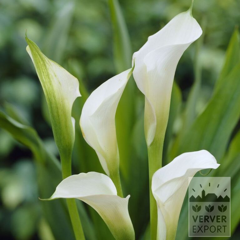 Zantedeschia Supri-White (26001)