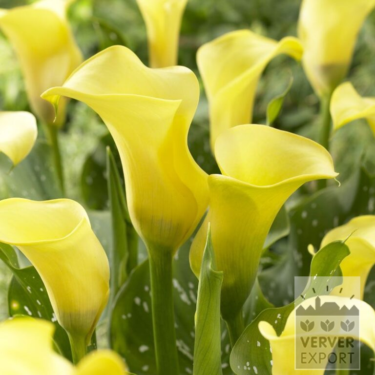 Zantedeschia Supri-Yellow (26002)