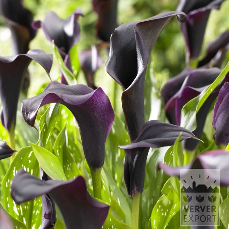 Zantedeschia Supri-Black (26003)