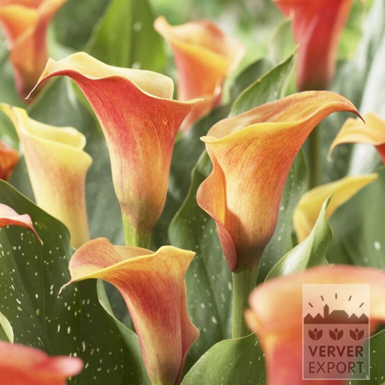 Zantedeschia Supri-Orange (26004)