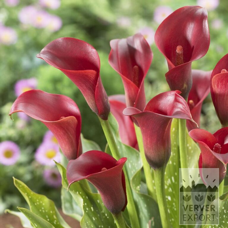 Zantedeschia Supri-Red (26006)