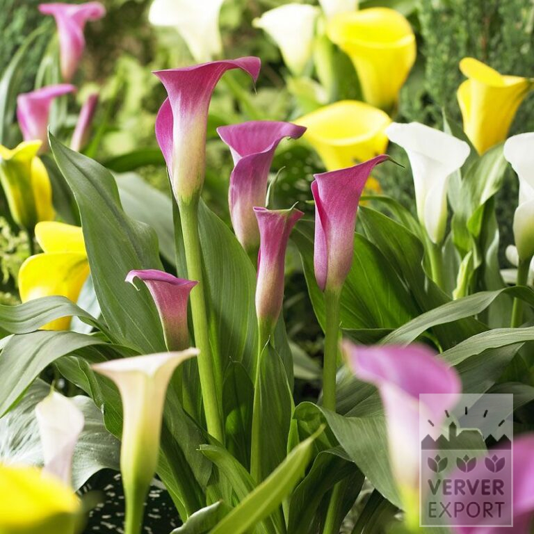 Zantedeschia Supri-Mixed (26009)