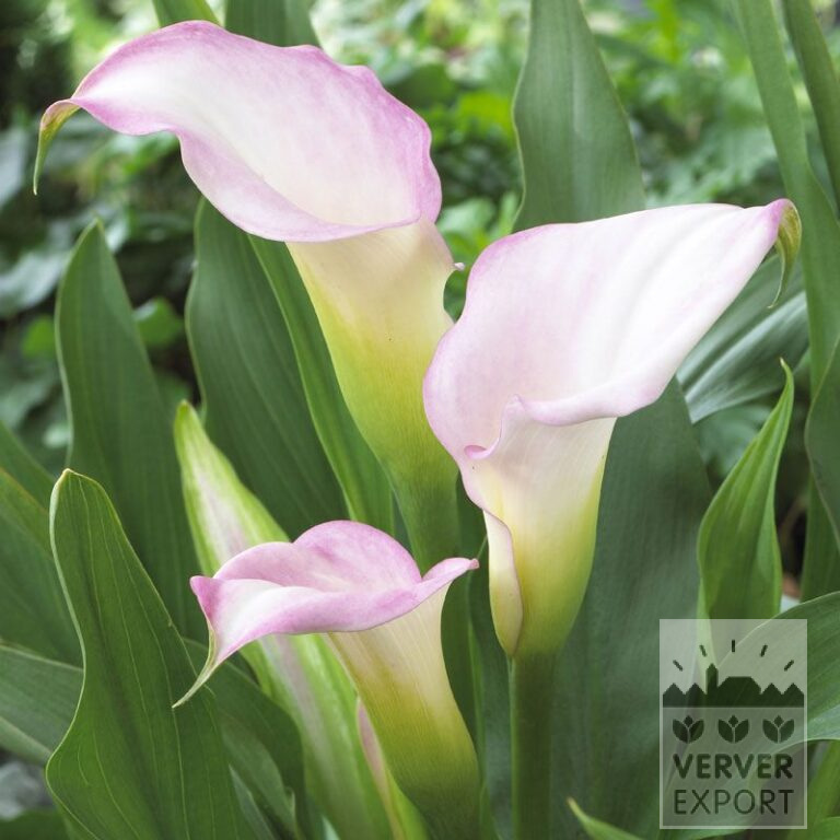 Zantedeschia Supri-Bi-Color Pink and White (26013)