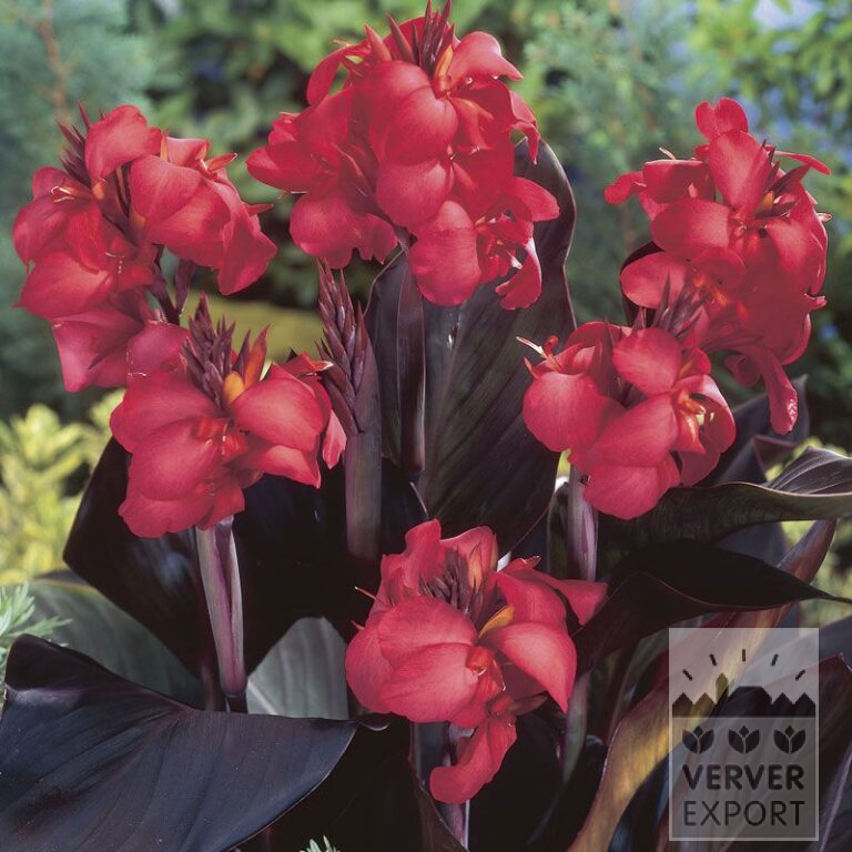 Canna 'Purpurea' (27012)