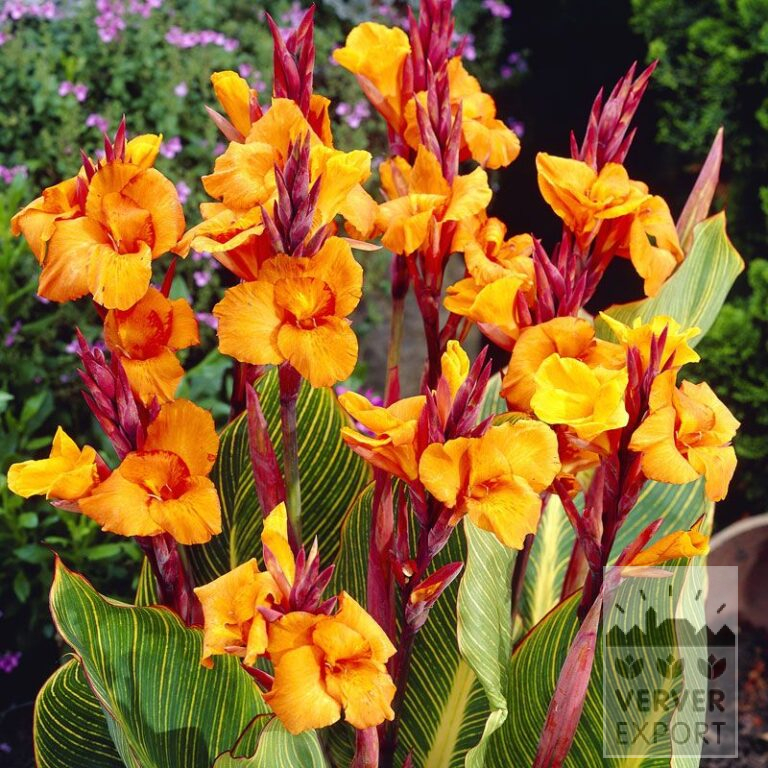 Canna 'Palida' (27031)
