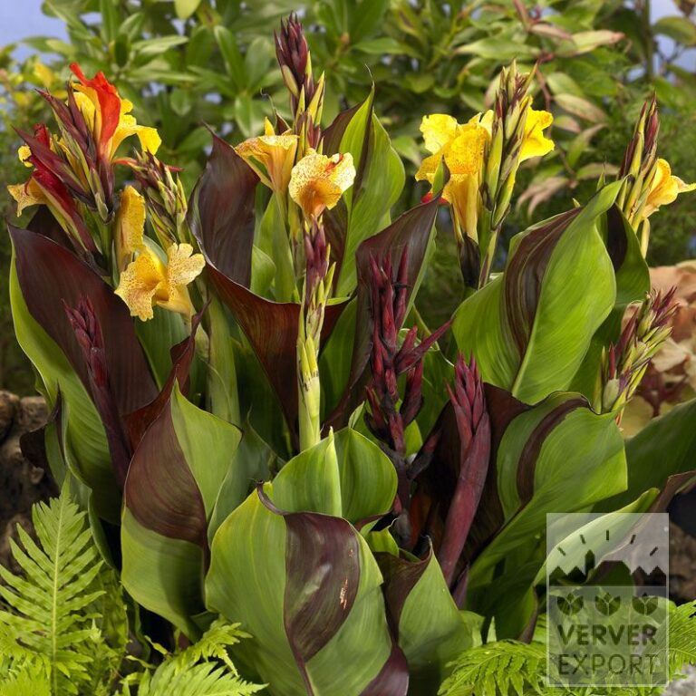 Canna 'Cleopatra' (27032)