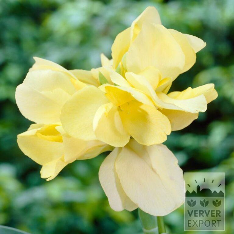 Canna 'Vanilla Cream' (27034)