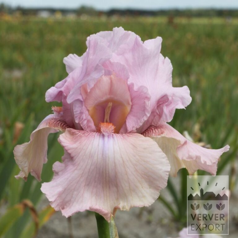 Iris germanica 'Blushing Pink' (28014)