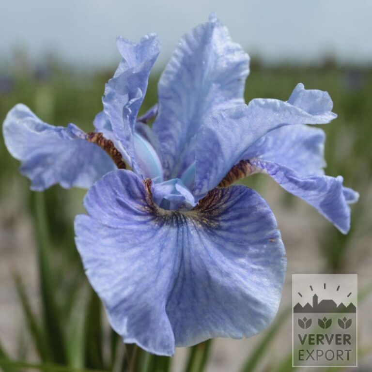 Iris sibirica 'Imperial Velvet' (28022)