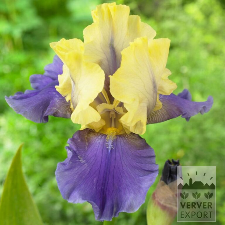 Iris germanica 'Edith Wolford' (28027)