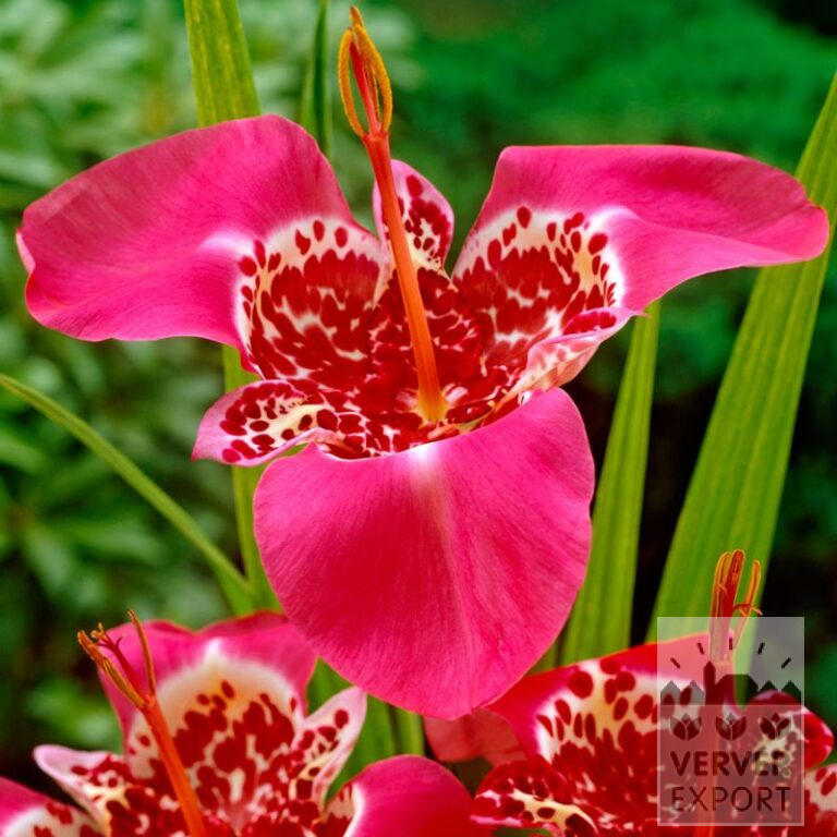 Tigridia pavonia 'Lilacea' (28033)