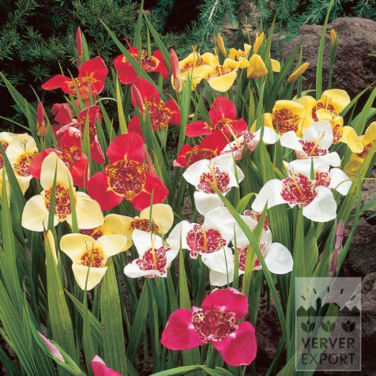 Tigridia pavonia mixed (28034)