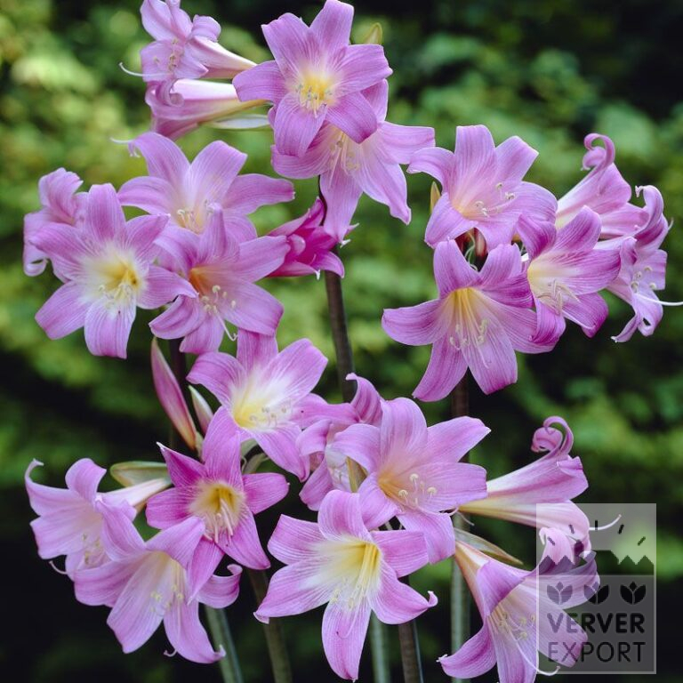 Amaryllis - Outdoor belladonna (29002)