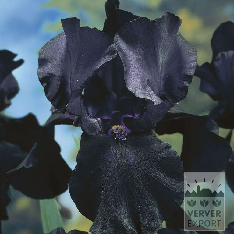 Iris germanica 'Black Dragon' (29004)