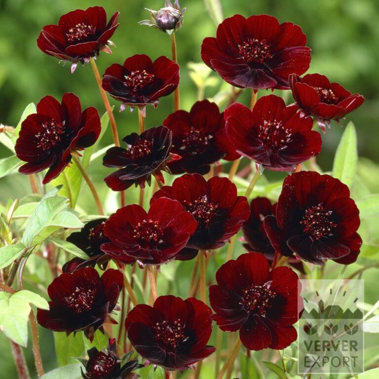 Cosmos atrosanguineus (29016)