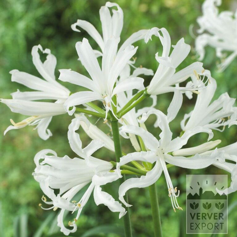 Nerine bowdenii white (29028)