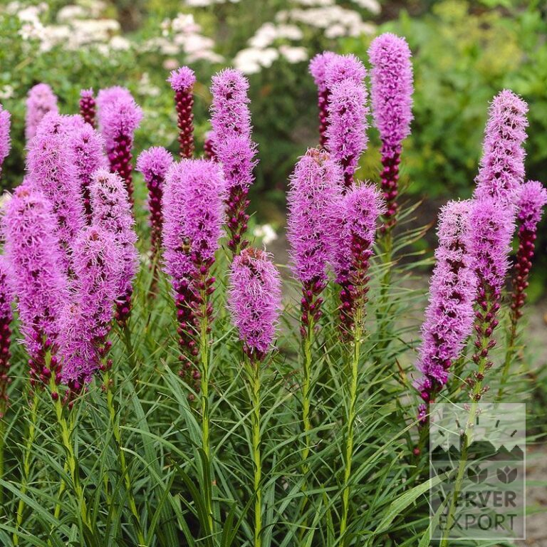 Liatris spicata pink (29029)