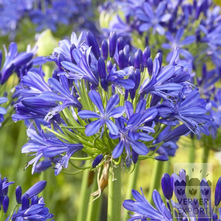 Agapanthus Blue Africal Lily - enormous tuber (29040)